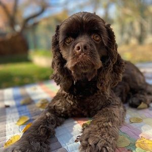 Meet your Posher, Ro